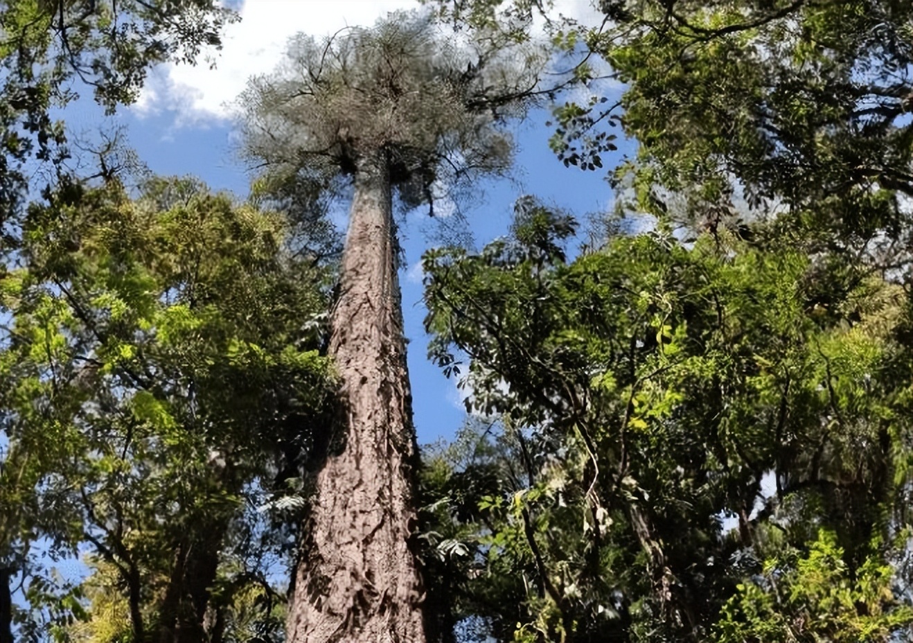 一棵不丹松成我国已知最高树木高达768米它为什么能长这么高