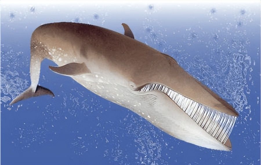 一个人如果被鲸鱼吞了手里拿一把锋利的刀有可能逃脱吗