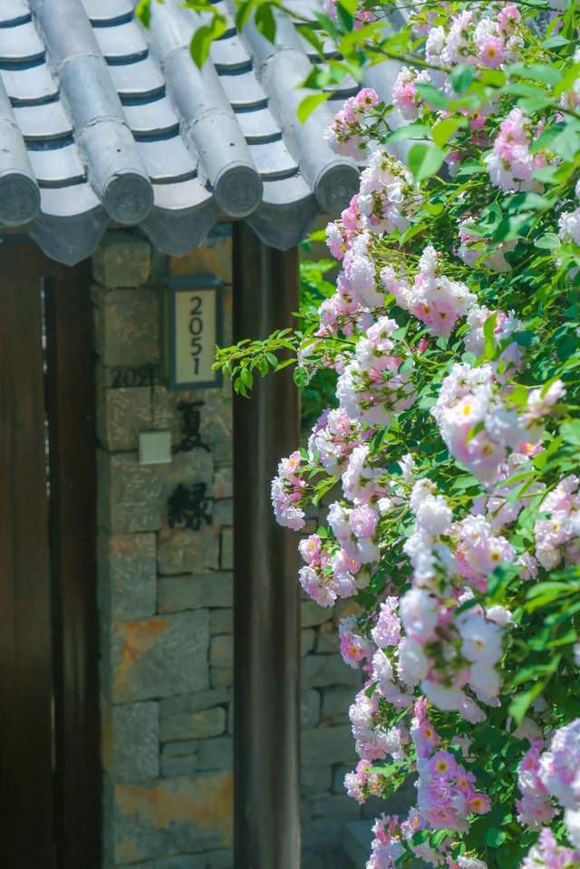 蔷薇簇簇在尼山书院酒店小院推开初夏的门