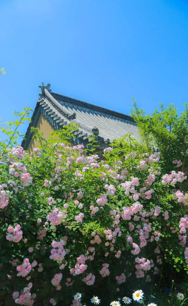 蔷薇簇簇在尼山书院酒店小院推开初夏的门