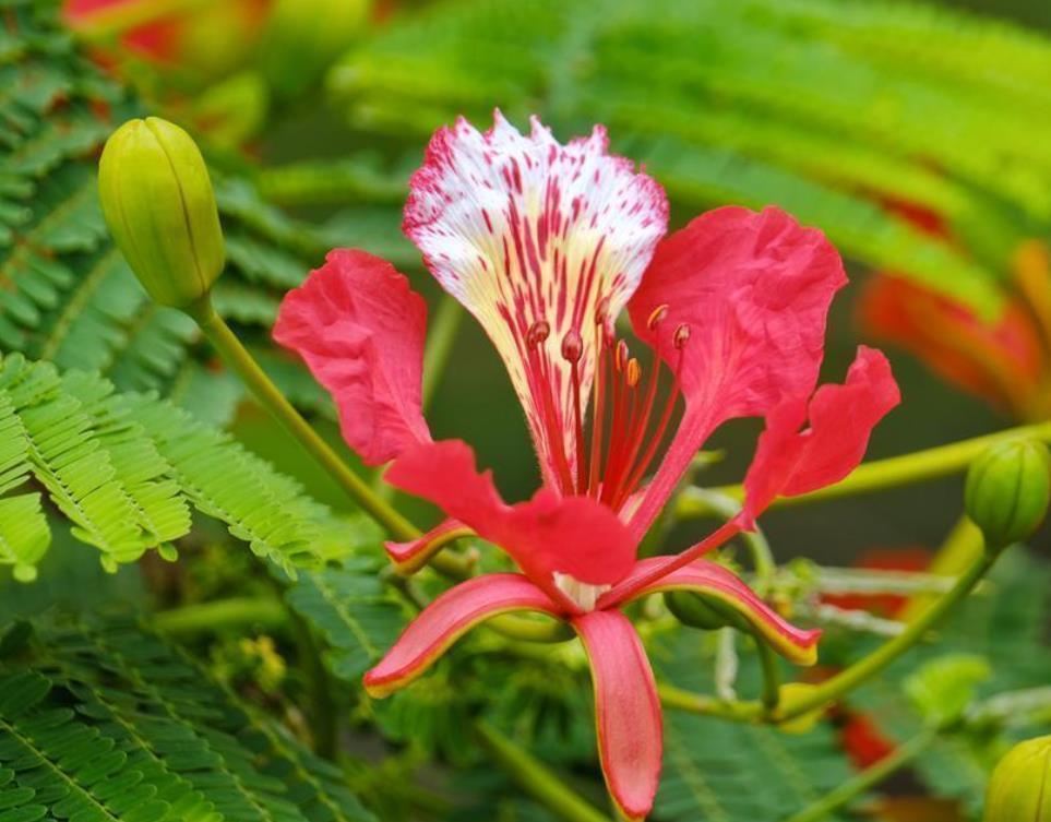 凤凰木花期(凤凰木花期长吗?