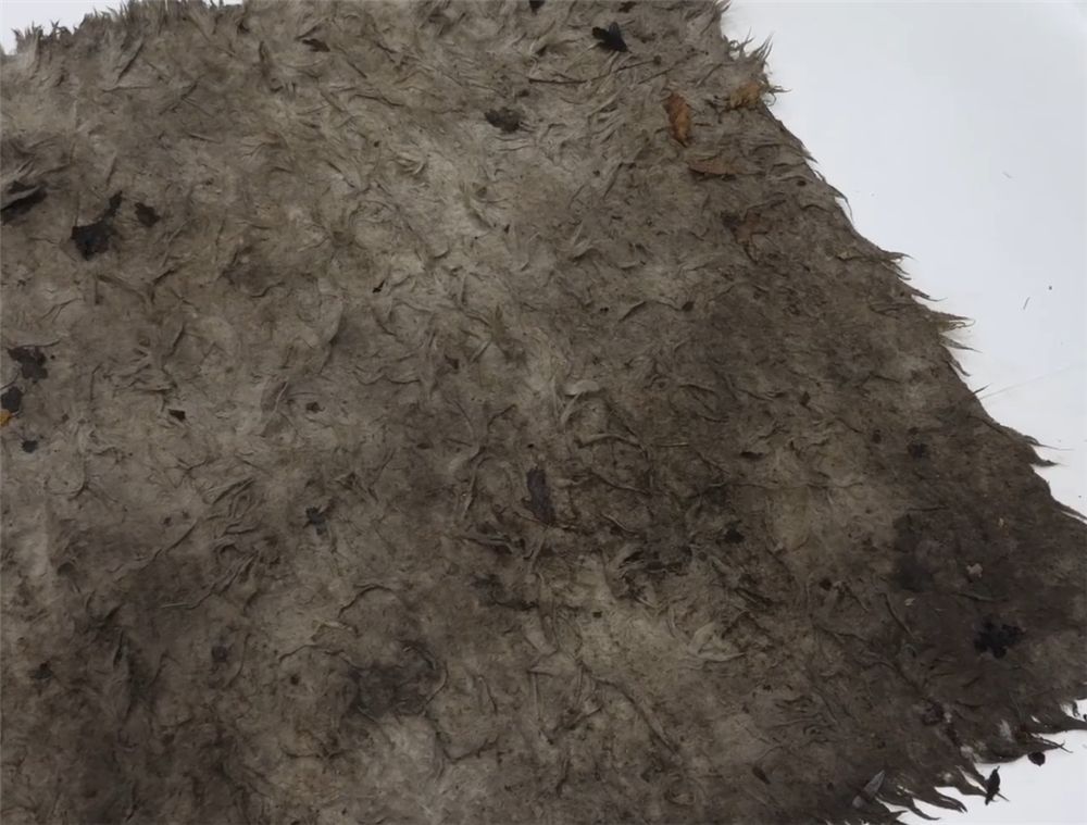 老哥清洗超脏地毯将污损成黑色的地毯变白色解压又治愈