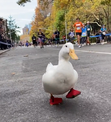 6岁孩子跑全马被质疑虐待鸭子连跑三场马拉松获品牌赞助定制跑鞋