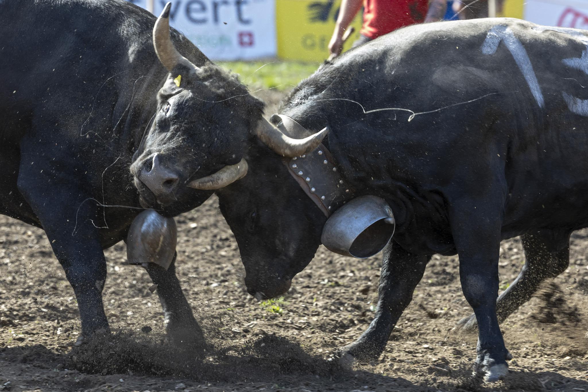 瑞士举行全国埃朗牛斗牛大赛