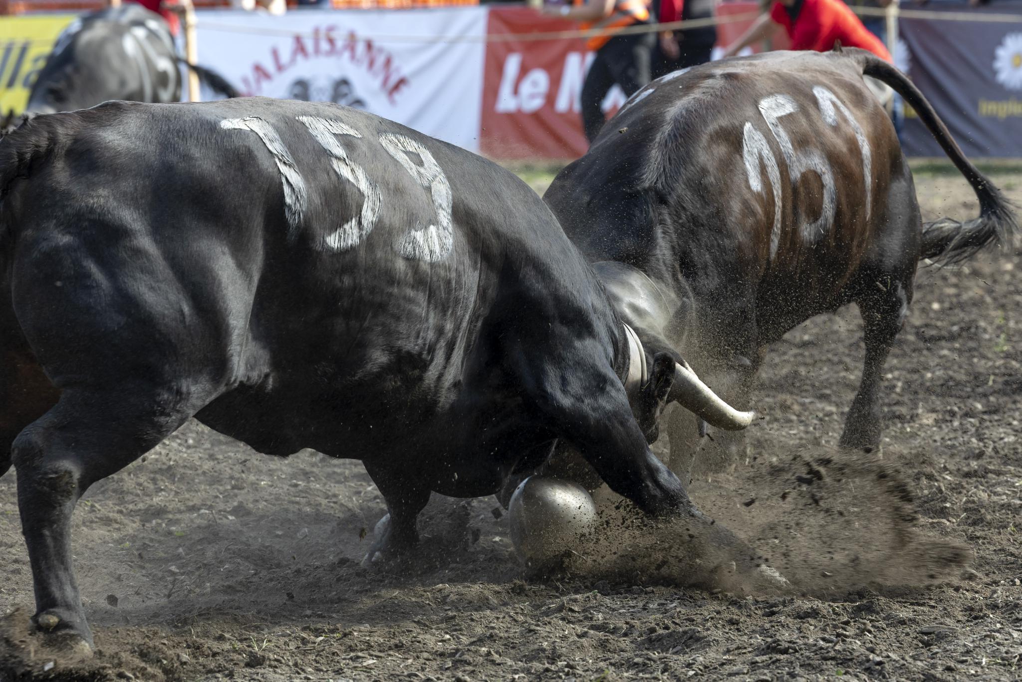 瑞士举行全国埃朗牛斗牛大赛
