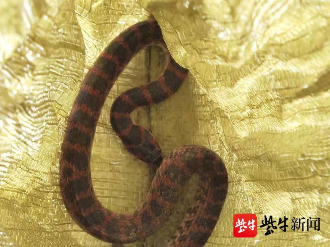 一种常见的小蛇——火赤链蛇 - 知乎