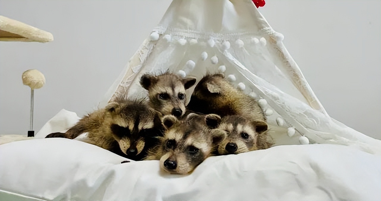 武汉罕见六胞胎上热搜了 网友为起名操碎了心休闲区蓝鸢梦想 - Www.slyday.coM