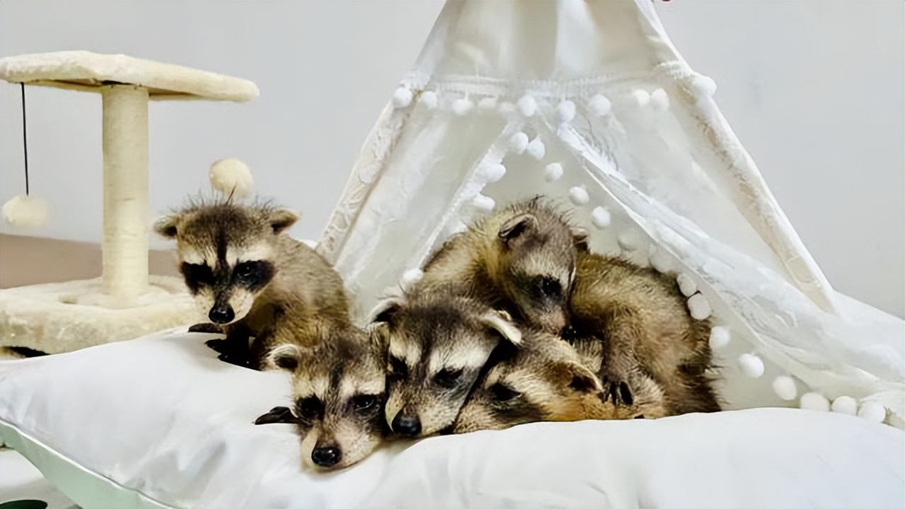 武汉罕见六胞胎上热搜了 网友为起名操碎了心休闲区蓝鸢梦想 - Www.slyday.coM