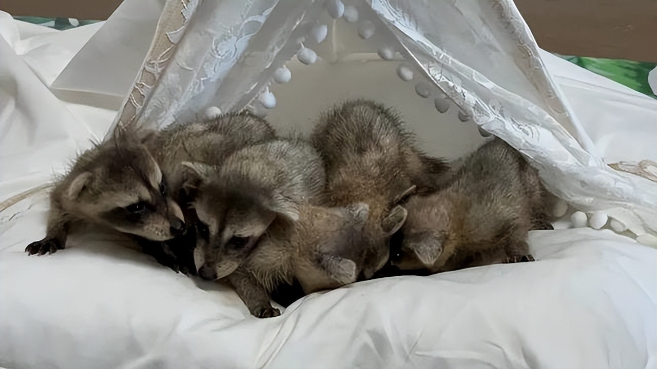 武汉罕见六胞胎上热搜了 网友为起名操碎了心休闲区蓝鸢梦想 - Www.slyday.coM