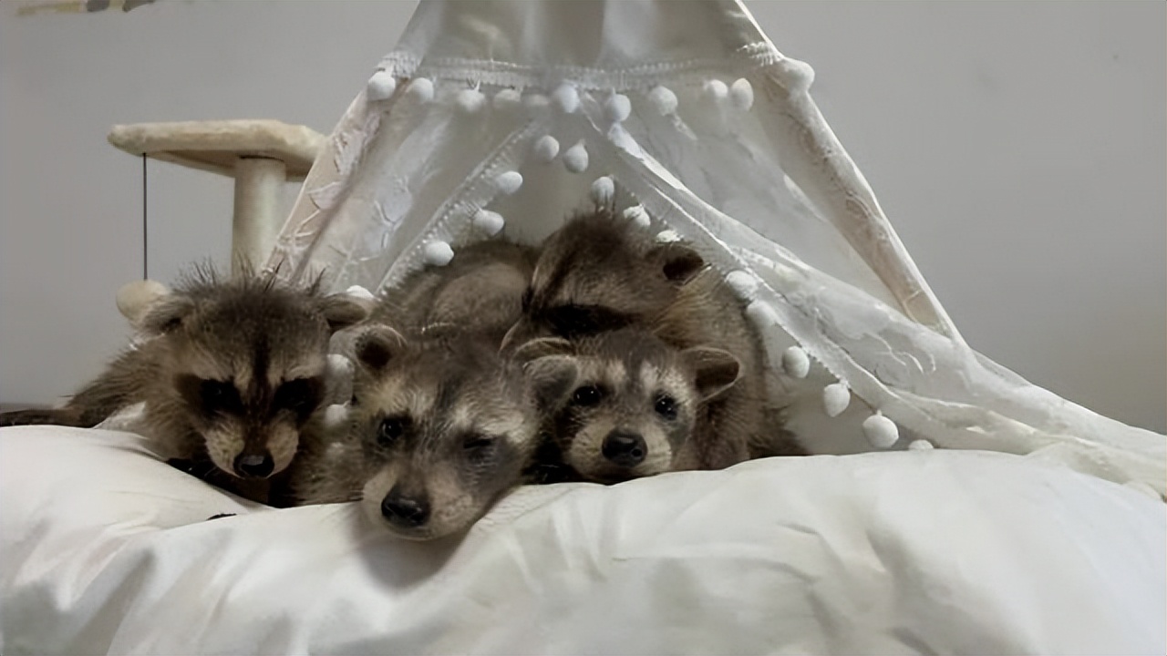 武汉罕见六胞胎上热搜了 网友为起名操碎了心休闲区蓝鸢梦想 - Www.slyday.coM