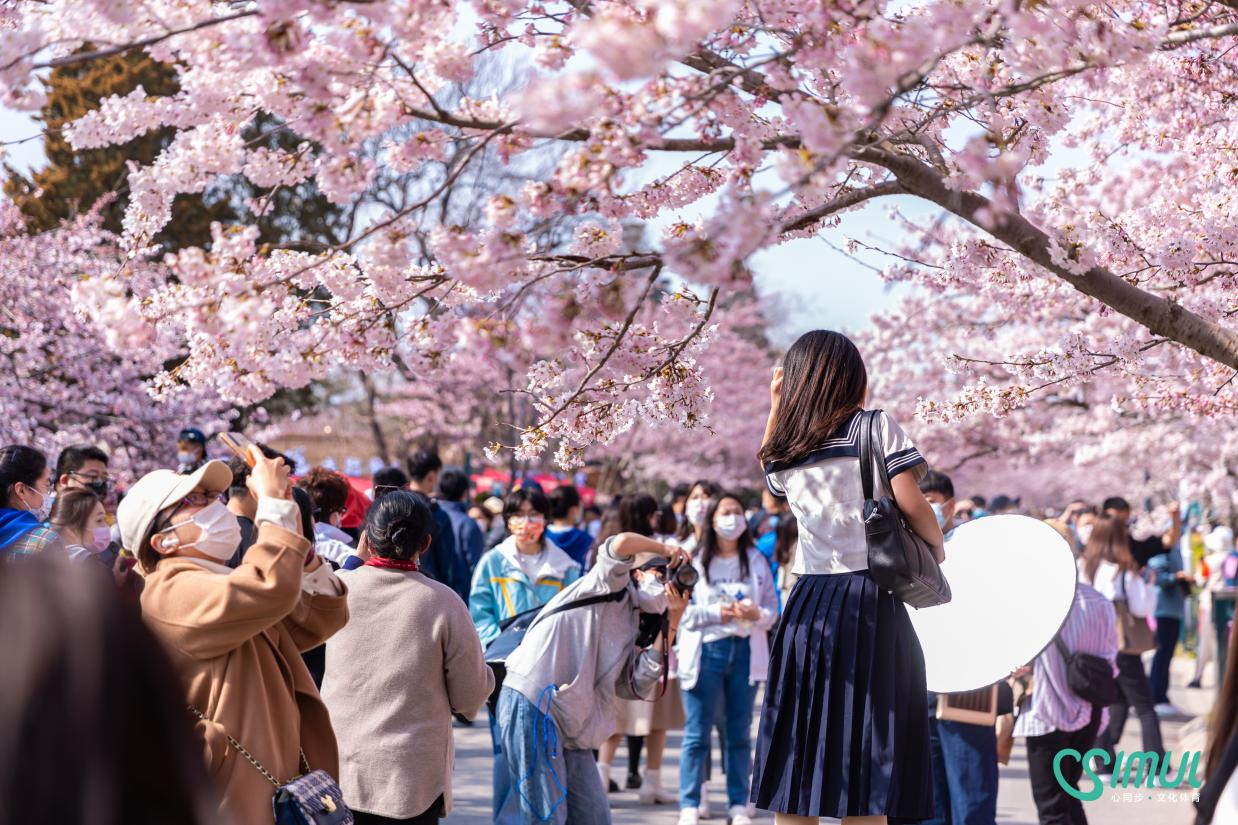 2022第二届青岛樱花节云赏樱落幕