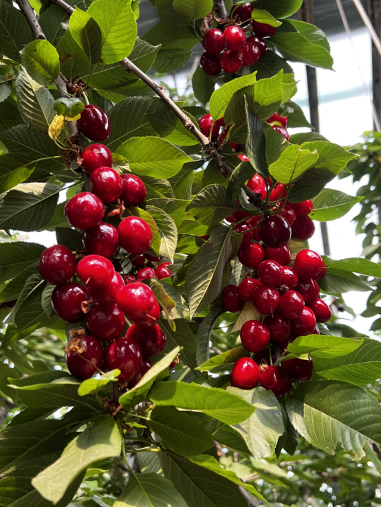 临朐大樱桃旺销物美价廉敞开吃