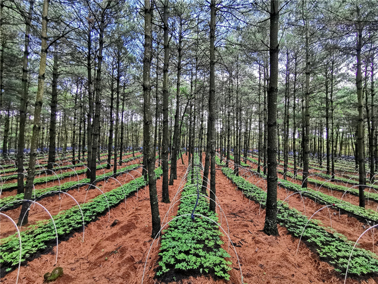 规范技术保药材品质三七林下生态种植有了国家标准