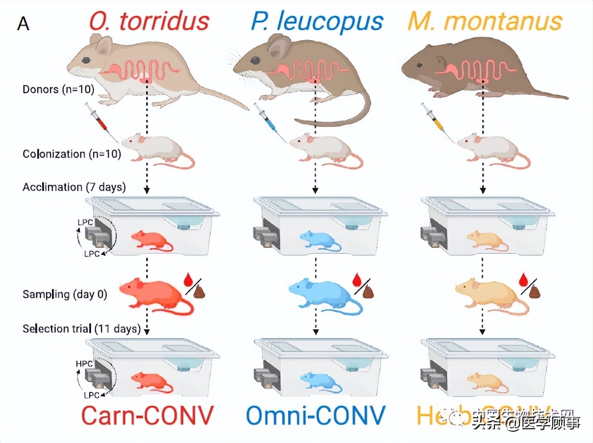同饮食习性的啮齿动物作为实验室无菌小鼠(缺乏肠道菌群)的微生物供体