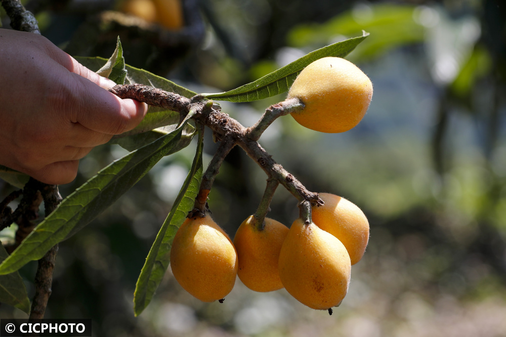 安徽歙县三潭枇杷成熟开采