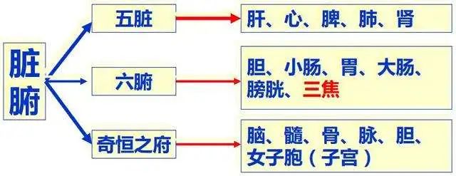 五脏辨证之法(中医入门必备)