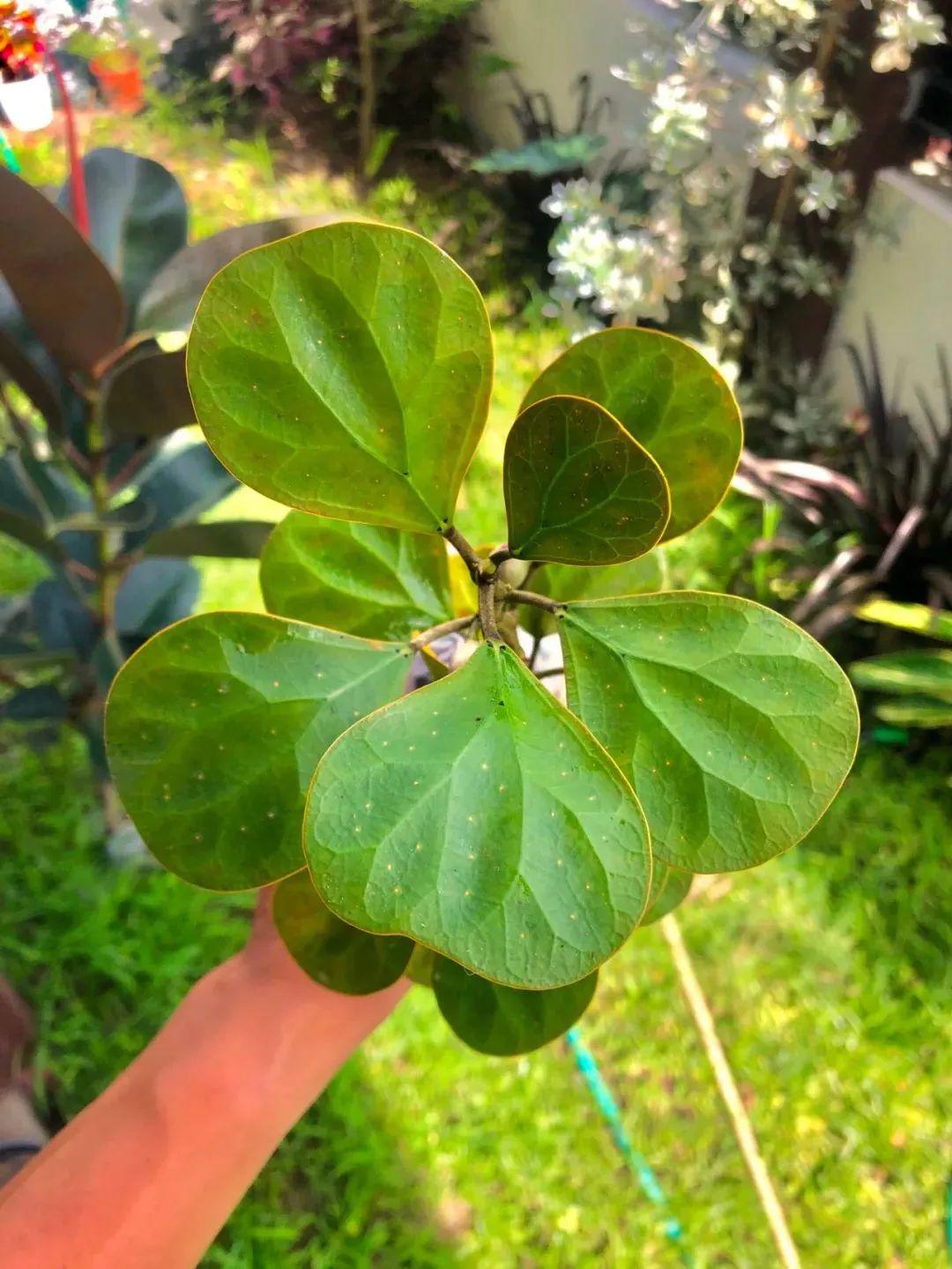 美如画的榕属植物这几个花叶榕树品种很值得珍藏