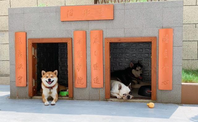 主人给狗狗打造豪华别墅，却因参与人数过多而走红，网友纷纷点赞休闲区蓝鸢梦想 - Www.slyday.coM