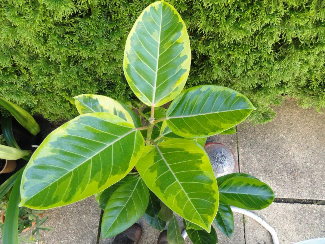 美如画的榕属植物这几个花叶榕树品种很值得珍藏