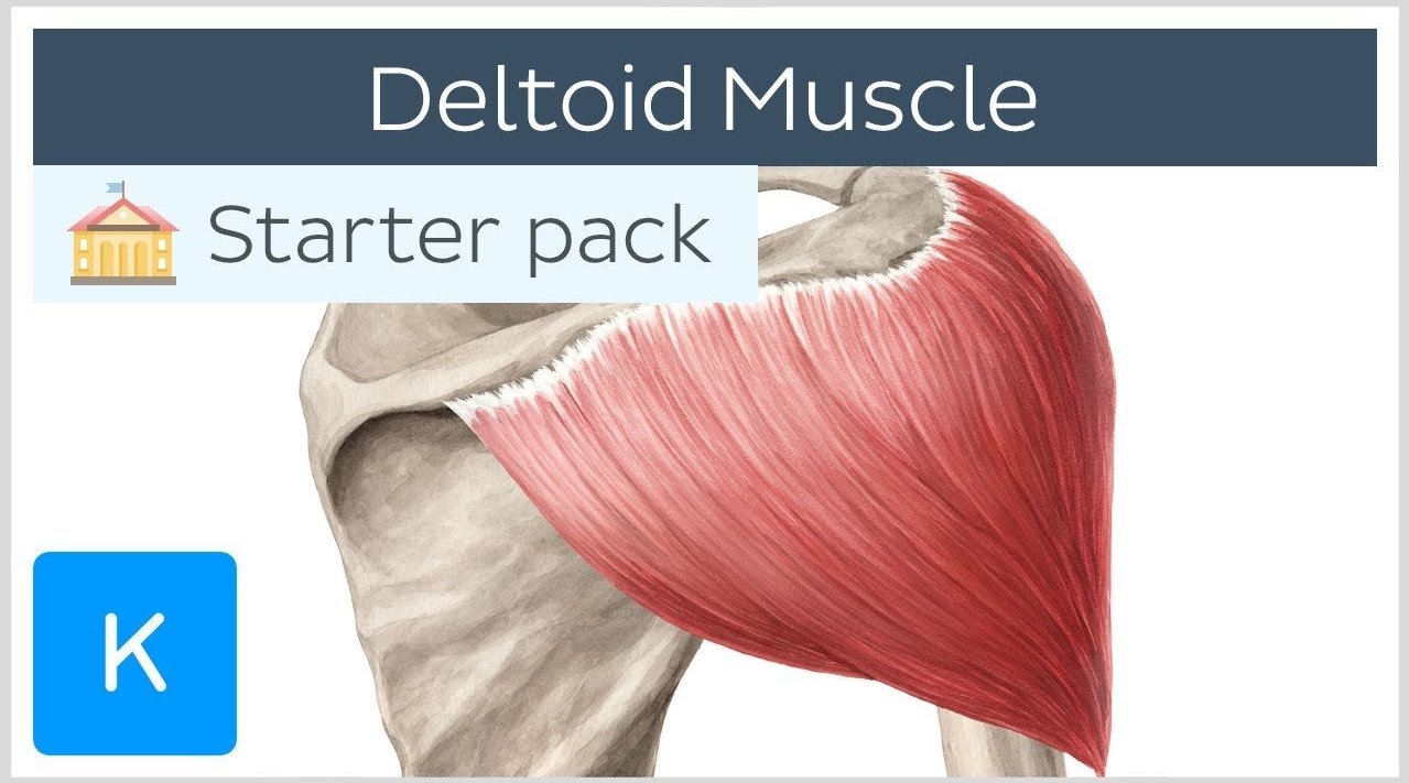 三角肌 - 起源,走行和作用 - 人体解剖学