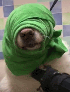 主人就给它包上绿头布,汪:能换个颜色吗|萨摩耶|毛发|狗狗_新浪新闻