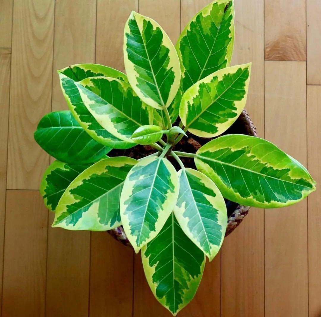 美如画的榕属植物这几个花叶榕树品种很值得珍藏