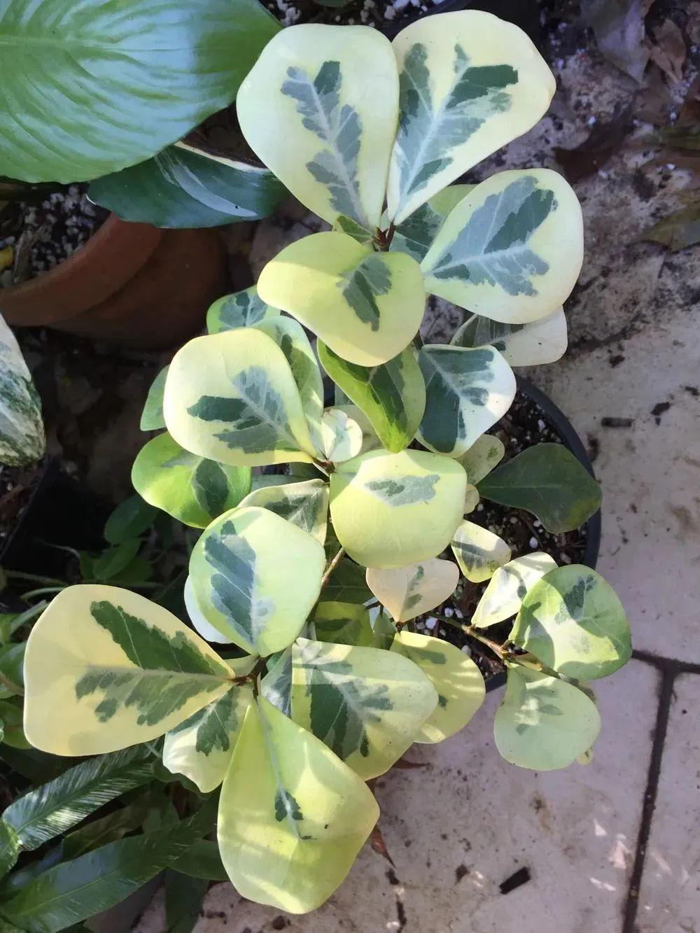 美如画的榕属植物这几个花叶榕树品种很值得珍藏