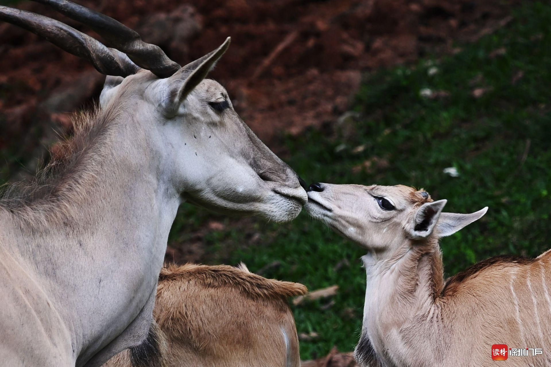萌宝来了!深圳野生动物园大羚羊幼崽首次出门亮相|深圳野生动物园|大