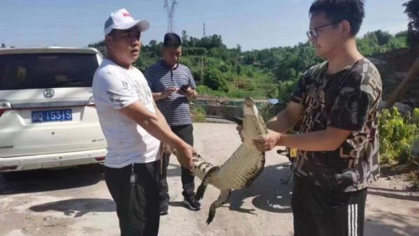 宜宾6条“出逃”鳄鱼已全部寻回，主人：将红烧或烧烤