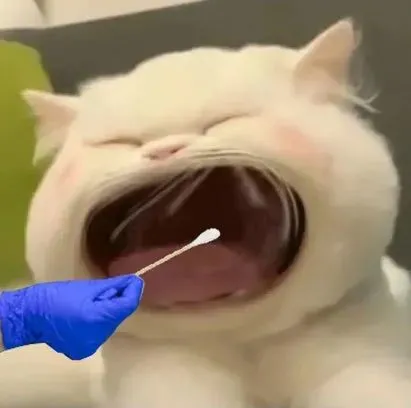 大家熟悉的表情包都有这么一个表情包好像每个核酸检测现场网友表示