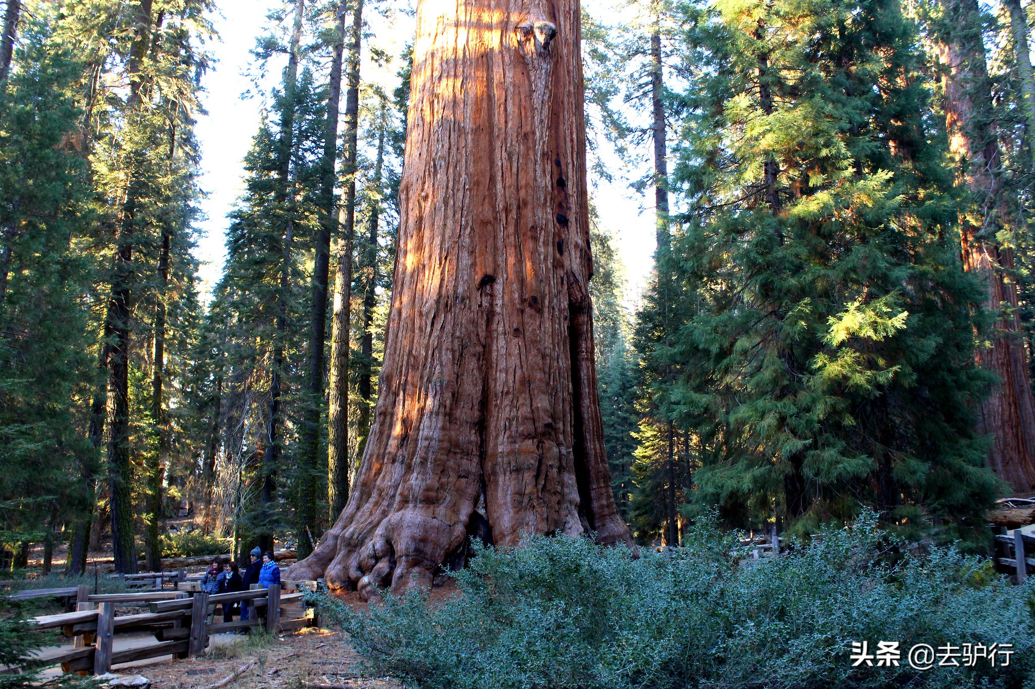 世界上最高的古树比我国还要高39米为保护迄今没公布具体位置