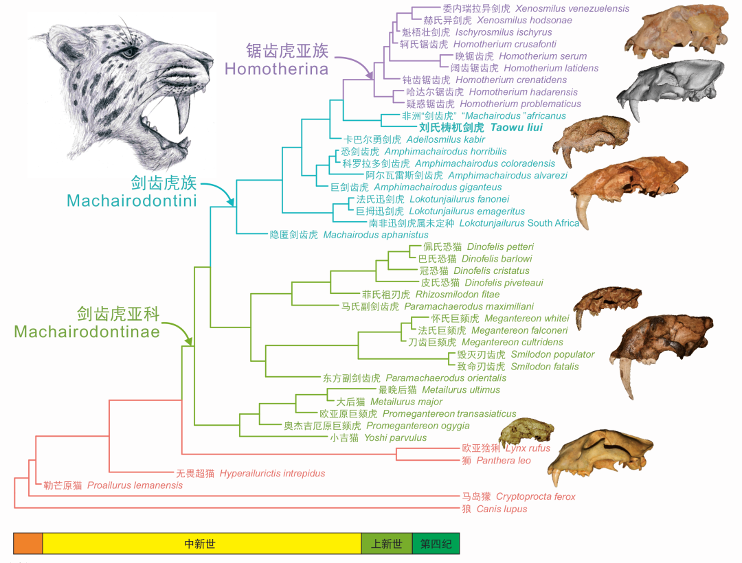 取名梼杌的剑齿虎原来是个四不像