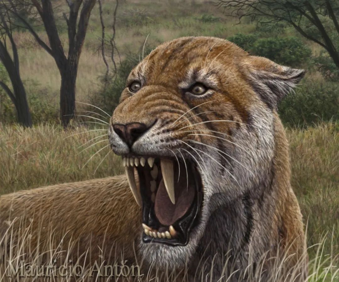 取名梼杌的剑齿虎原来是个四不像