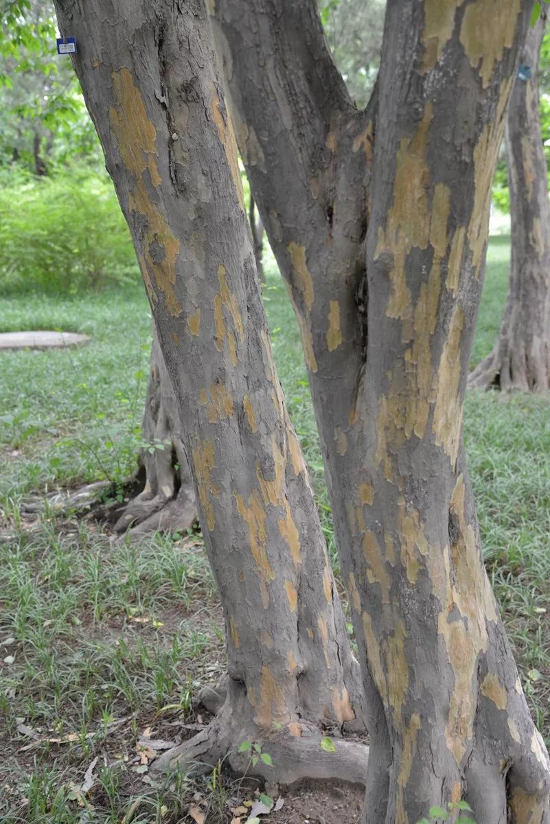 青檀的树皮以不规则的长片状剥落(摄影/宋鼎 供图/ppbc)青檀的叶片和