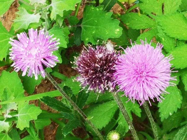 漂亮的刺儿菜花难得一见