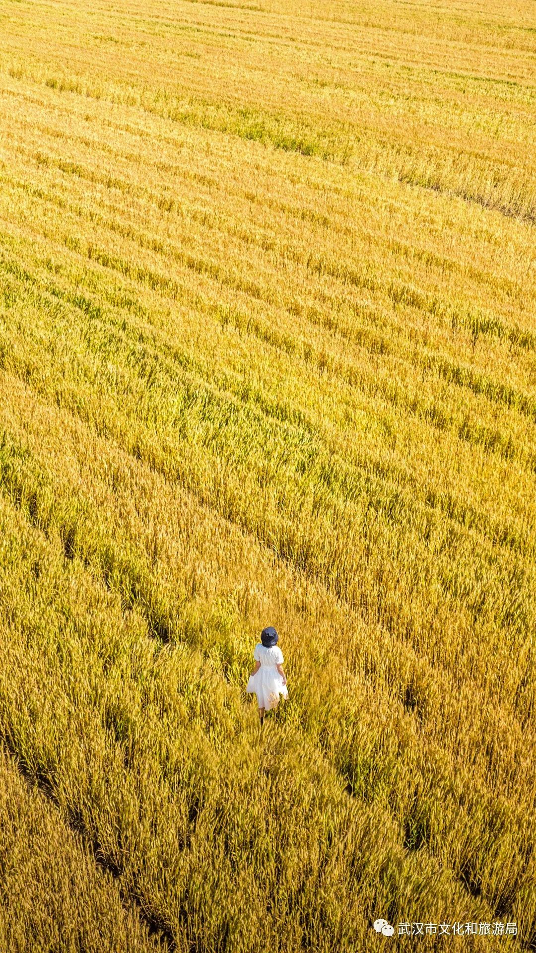消泗乡洪南村麦田.