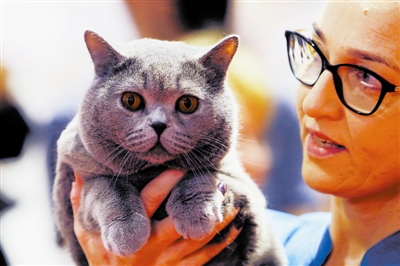 罗马尼亚举行宠物选美比赛|猫_新浪财经_新浪网
