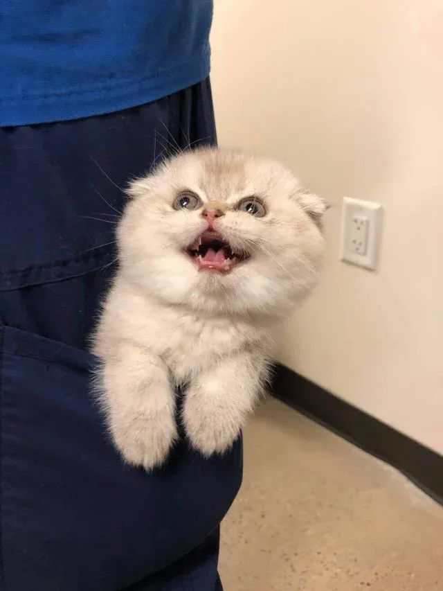 口袋小猫也太可爱了叭