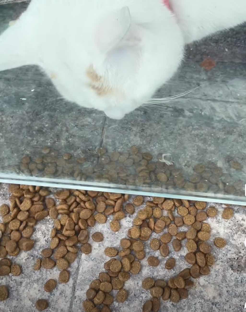 我的记“疫”丨门缝里的救助：90后小伙与被困的橘白猫休闲区蓝鸢梦想 - Www.slyday.coM