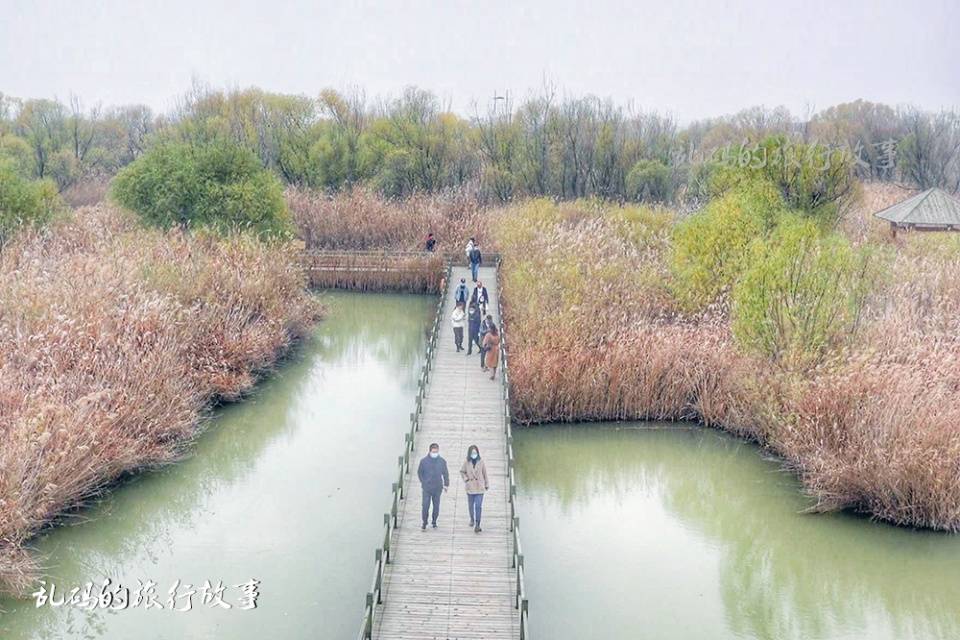 山东这处5A景区 有2万亩“水上柳林”奇观 被誉为“候鸟天堂”