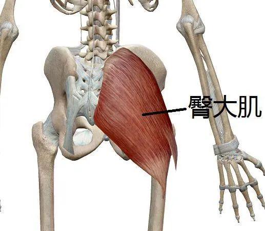 最主要的肌肉群是大腿前部的股四头肌和臀大肌
