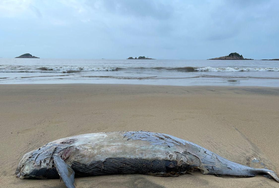 宁波象山海域江豚搁浅死亡!海洋与陆地生死就在一线之间