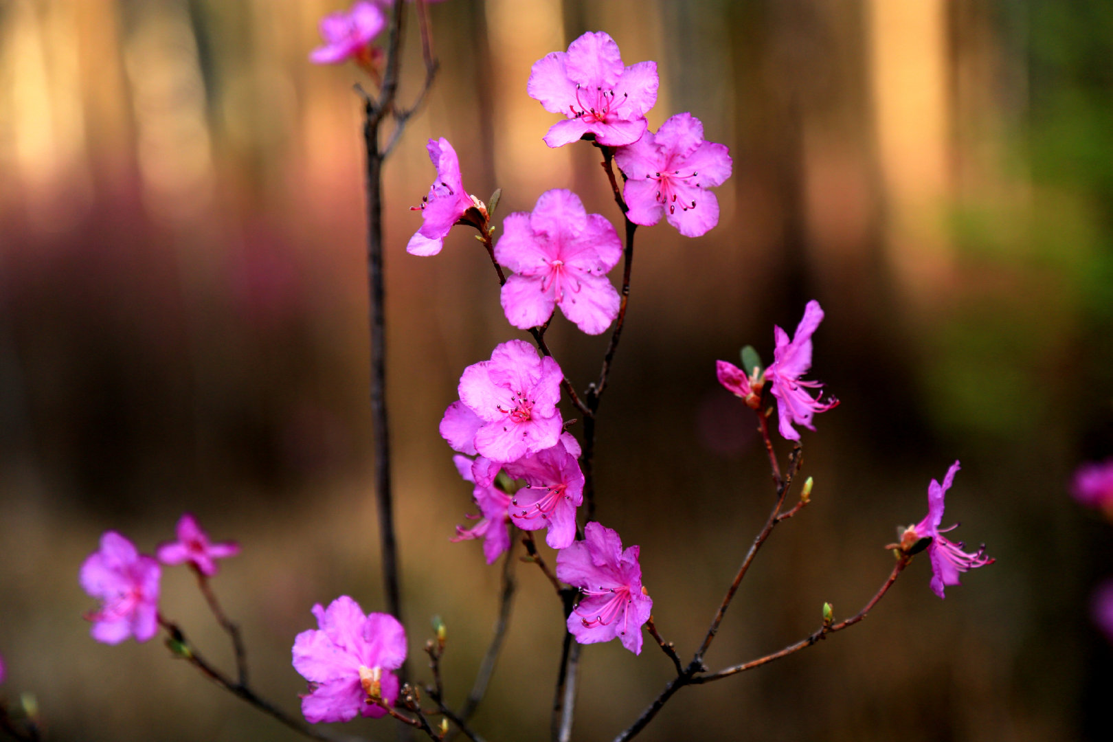一起云游内蒙古的杜鹃花火了