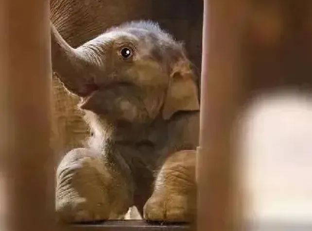 小象莫莉，何以为家休闲区蓝鸢梦想 - Www.slyday.coM