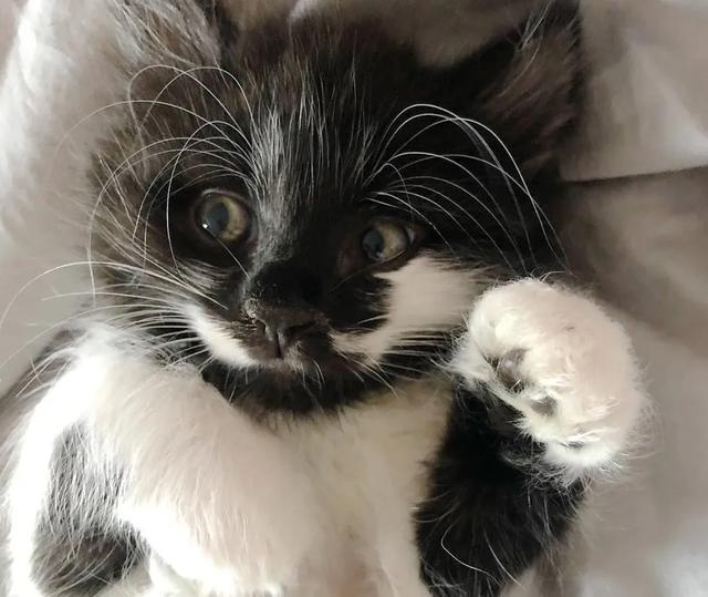 小猫从险境被救后,结果养成了与主人拥抱的习惯,感恩方式好暖心休闲区蓝鸢梦想 - Www.slyday.coM 小猫从险境被救后,结果养成了与主人拥抱的习惯,感恩方式好暖心休闲区蓝鸢梦想 - Www.slyday.coM