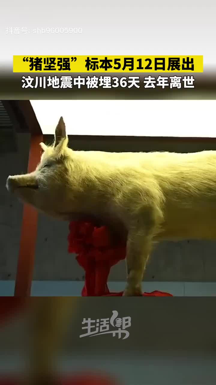 512汶川地震14周年猪坚强标本在四川建川博物馆展出