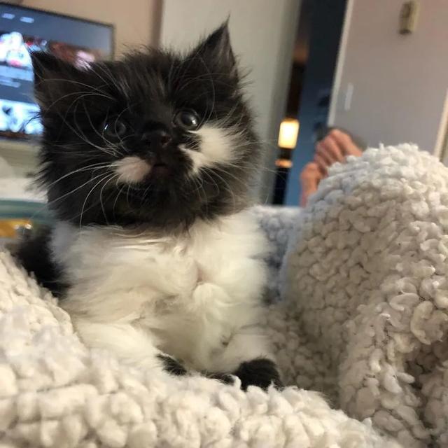 小猫从险境被救后,结果养成了与主人拥抱的习惯,感恩方式好暖心休闲区蓝鸢梦想 - Www.slyday.coM 小猫从险境被救后,结果养成了与主人拥抱的习惯,感恩方式好暖心休闲区蓝鸢梦想 - Www.slyday.coM