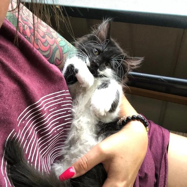 小猫从险境被救后,结果养成了与主人拥抱的习惯,感恩方式好暖心休闲区蓝鸢梦想 - Www.slyday.coM 小猫从险境被救后,结果养成了与主人拥抱的习惯,感恩方式好暖心休闲区蓝鸢梦想 - Www.slyday.coM