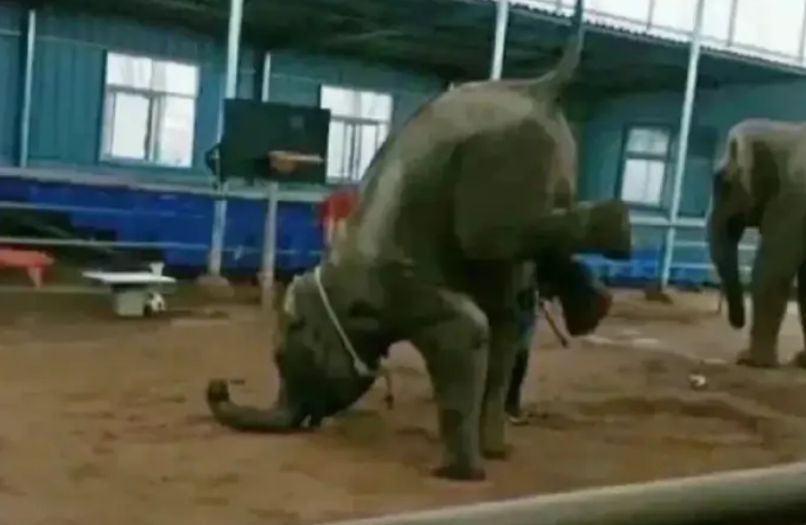 小象莫莉，何以为家休闲区蓝鸢梦想 - Www.slyday.coM