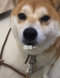 柴犬为了一块牛肉粒居然跟着主人学喵叫被迫营业的狗子太难了